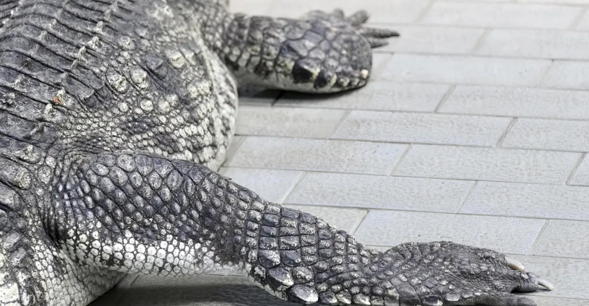 VIDEO: Na Floridě odchytili aligátora. V tlamě měl ostatky bezdomovkyně