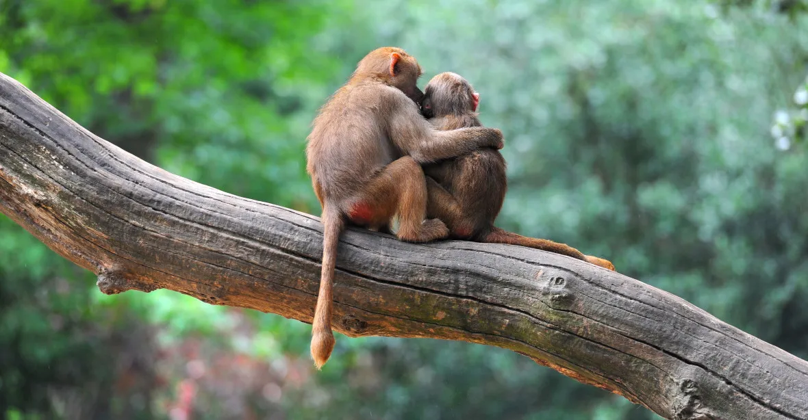 Vědci přišli s překvapivým vysvětlením homosexuálního chování mezi savci