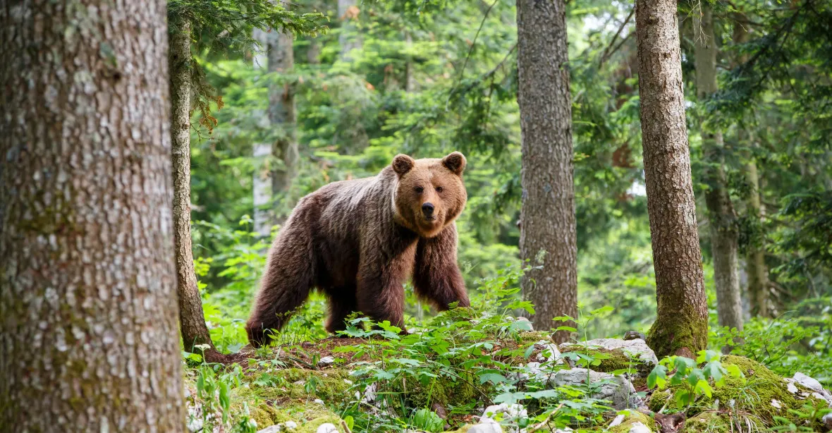 Medvěd napadl ekologického aktivistu. V lese orodoval za ochranu medvědů
