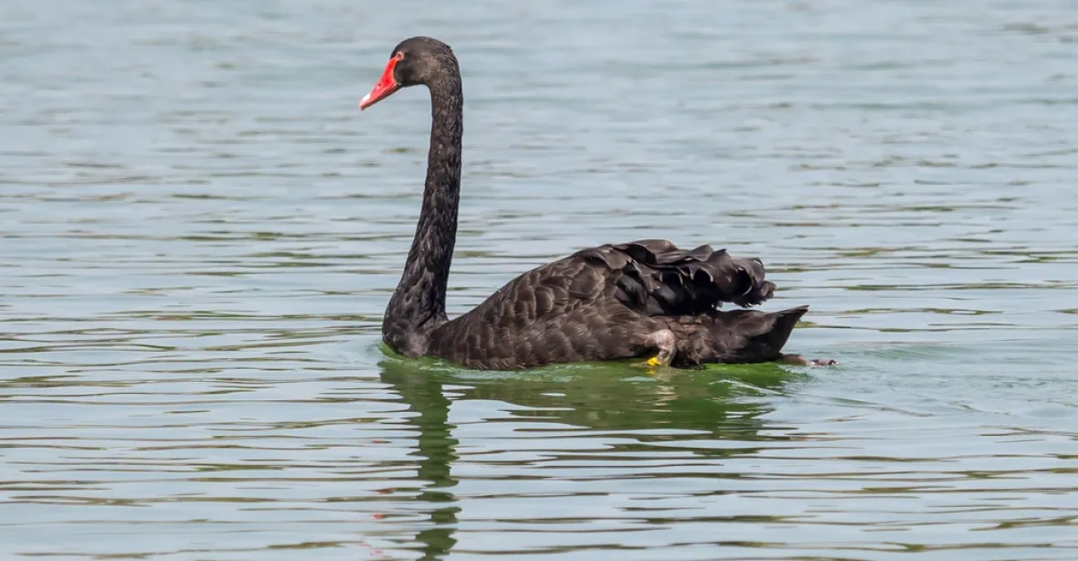Na rybníku na Moravě se objevila černá labuť