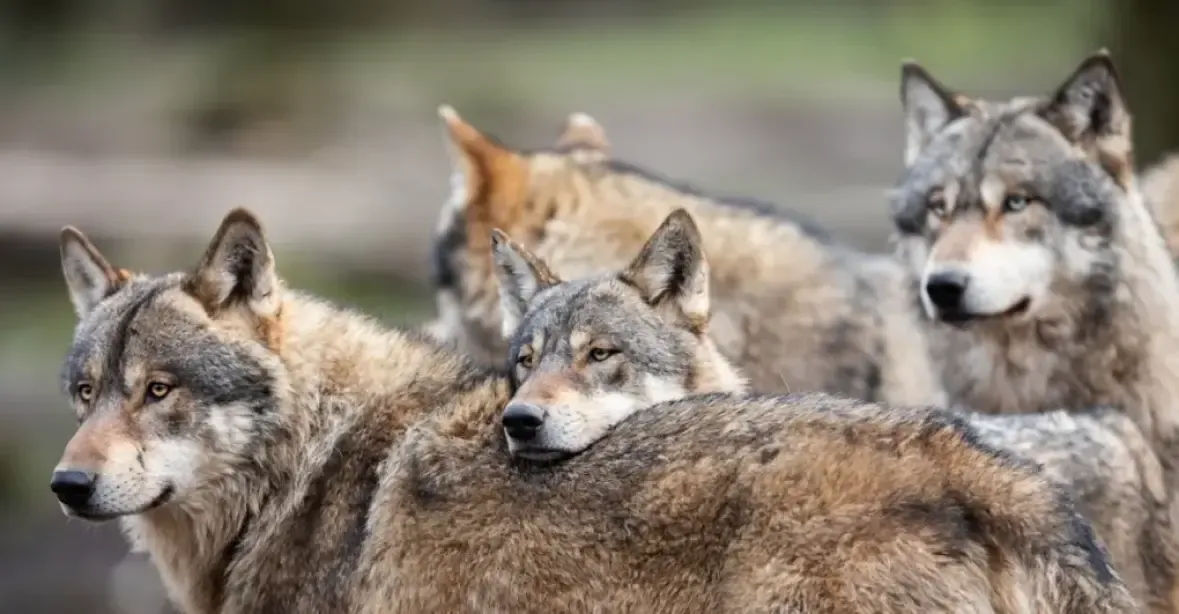Zmutovaní vlci z Černobylu získali „superschopnost“. Odolávají rakovině, tvrdí studie
