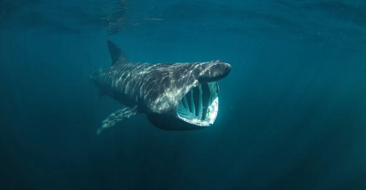 Osmimetrový žralok se objevil v Jaderském moři. „Můžeme to považovat za vzácnost“