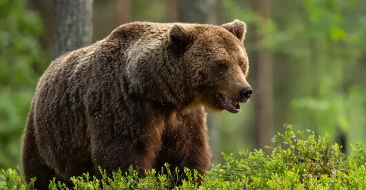 Medvěd na Slovensku napadl manžele na procházce