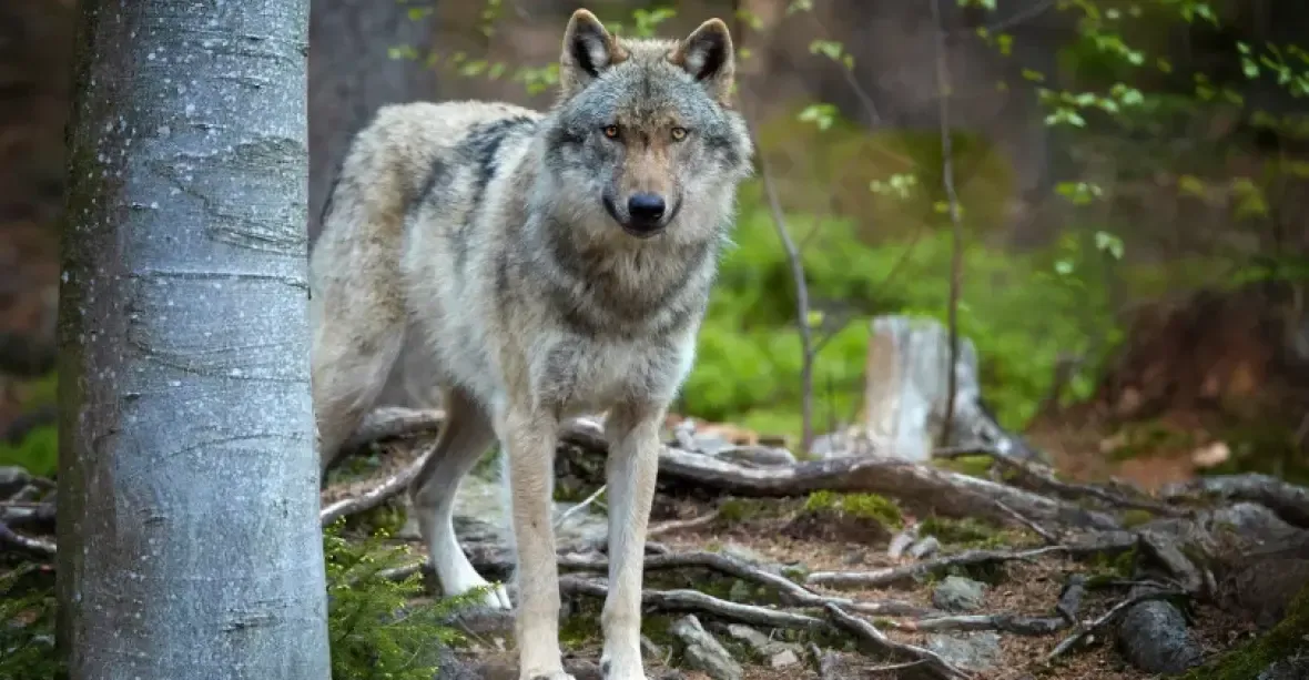 Rostoucí populace kříženců psa a vlka budí v Evropě obavy