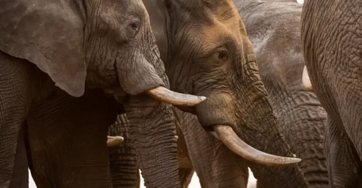 Botswana chce do Německa poslat 20 000 přemnožených živých slonů. „Není to vtip,“ říká prezident