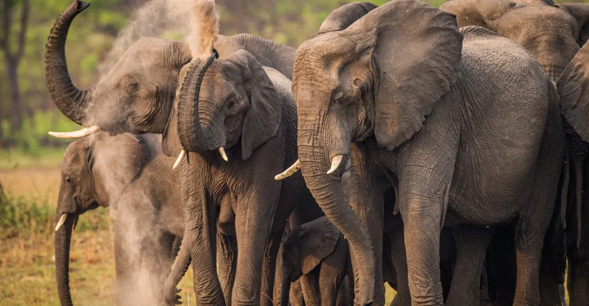 VIDEO: Brutální síla sloního samce. Na safari v Zambii převrátil džíp s turisty a jednoho zabil