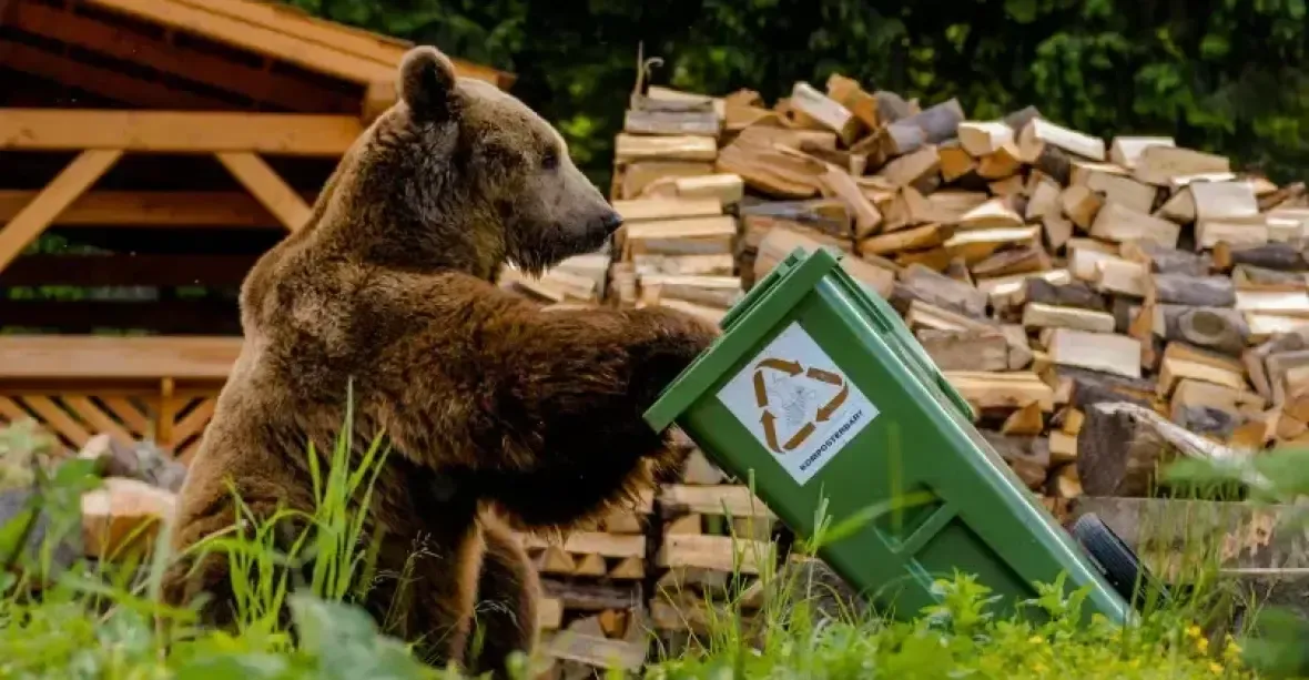 Medvěd na Slovensku srazil lesníka. Poranil mu páteř a zlámal žebra