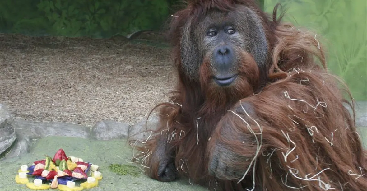 Ústecká ZOO musela dát utratit svého orangutana Ferdu