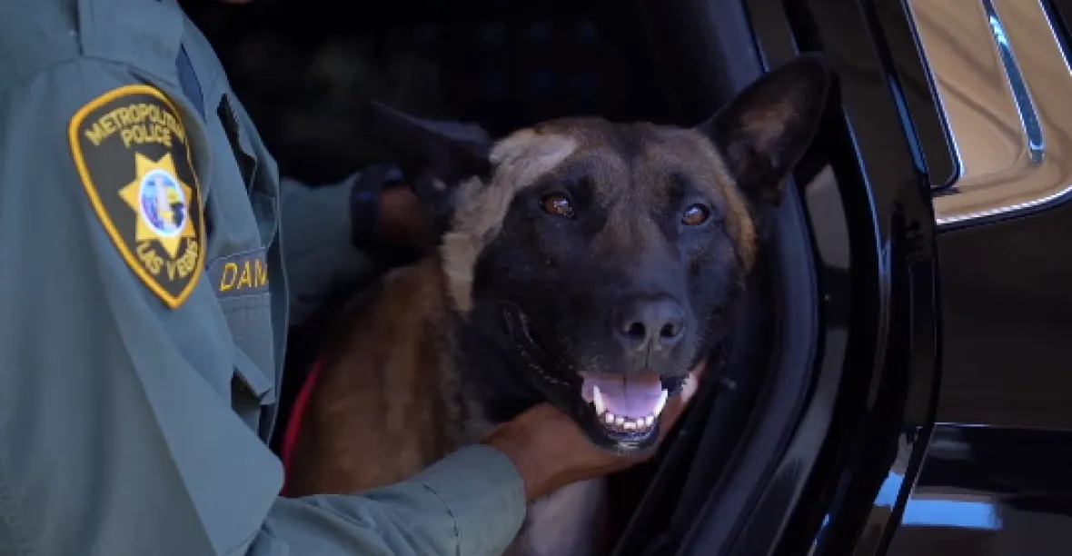 VIDEO: Závod s časem o život služebního psa. „Jsi hodný kluk, dělal jsi svou práci“