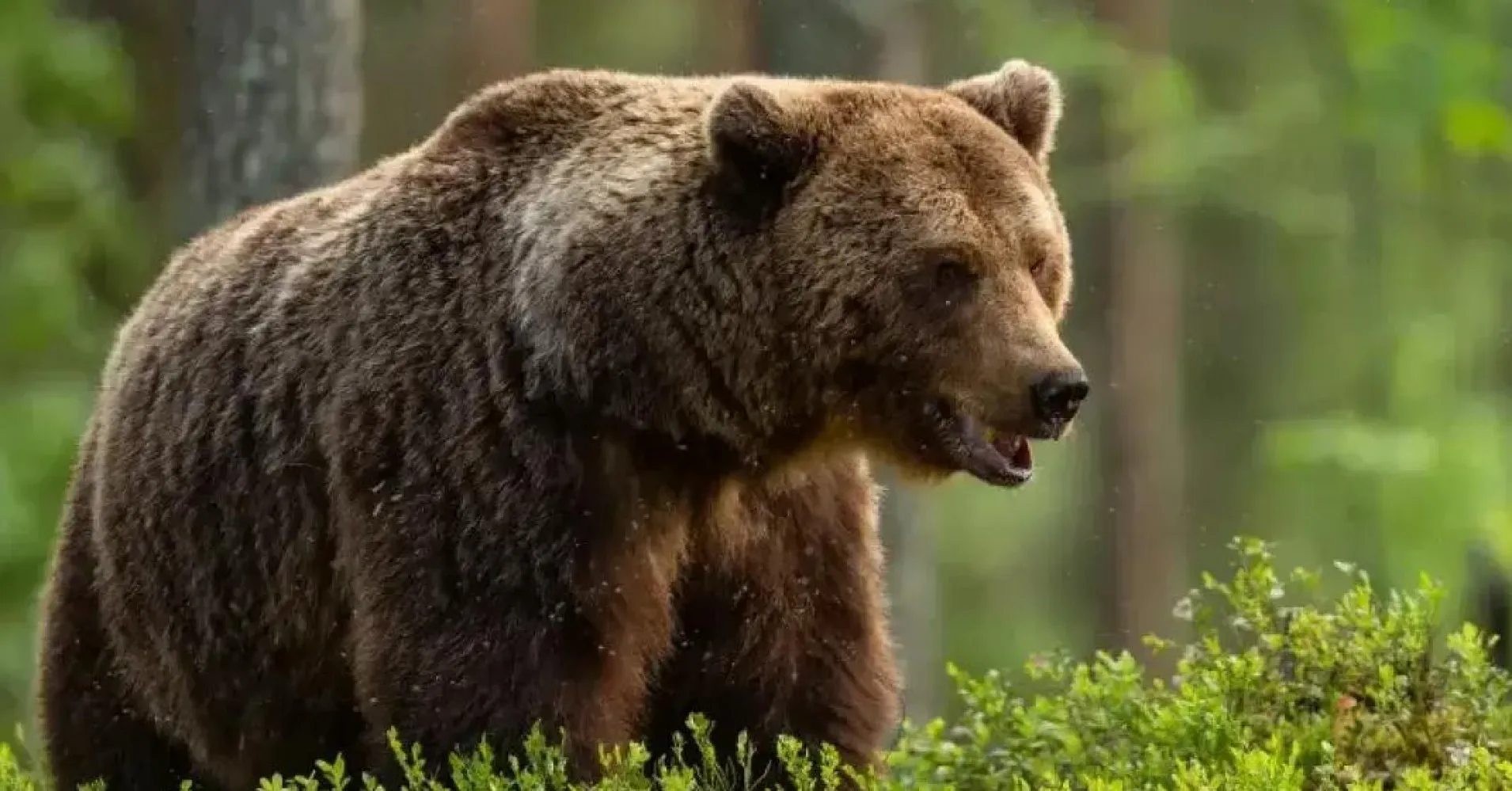 Další medvěd zaútočil na Slovensku. Zranil dva turisty, jsou v nemocnici