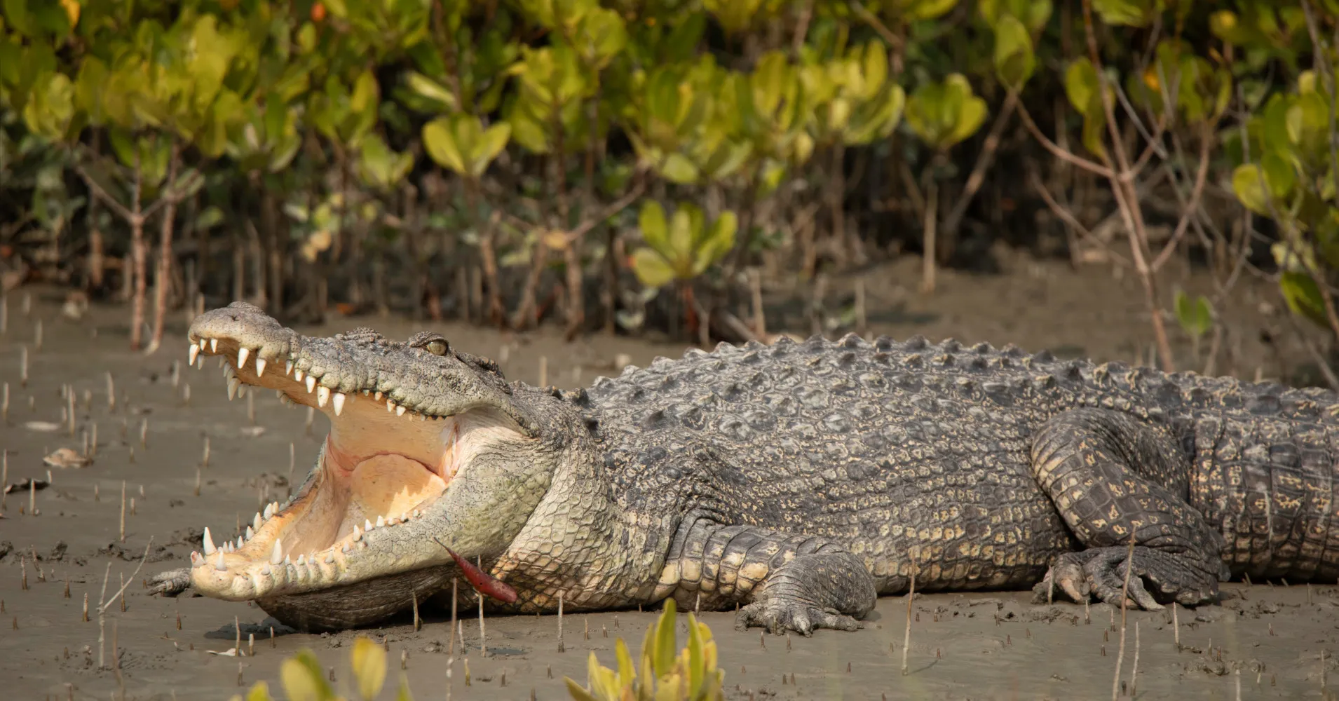 Krokodýl zabil 16letého chlapce