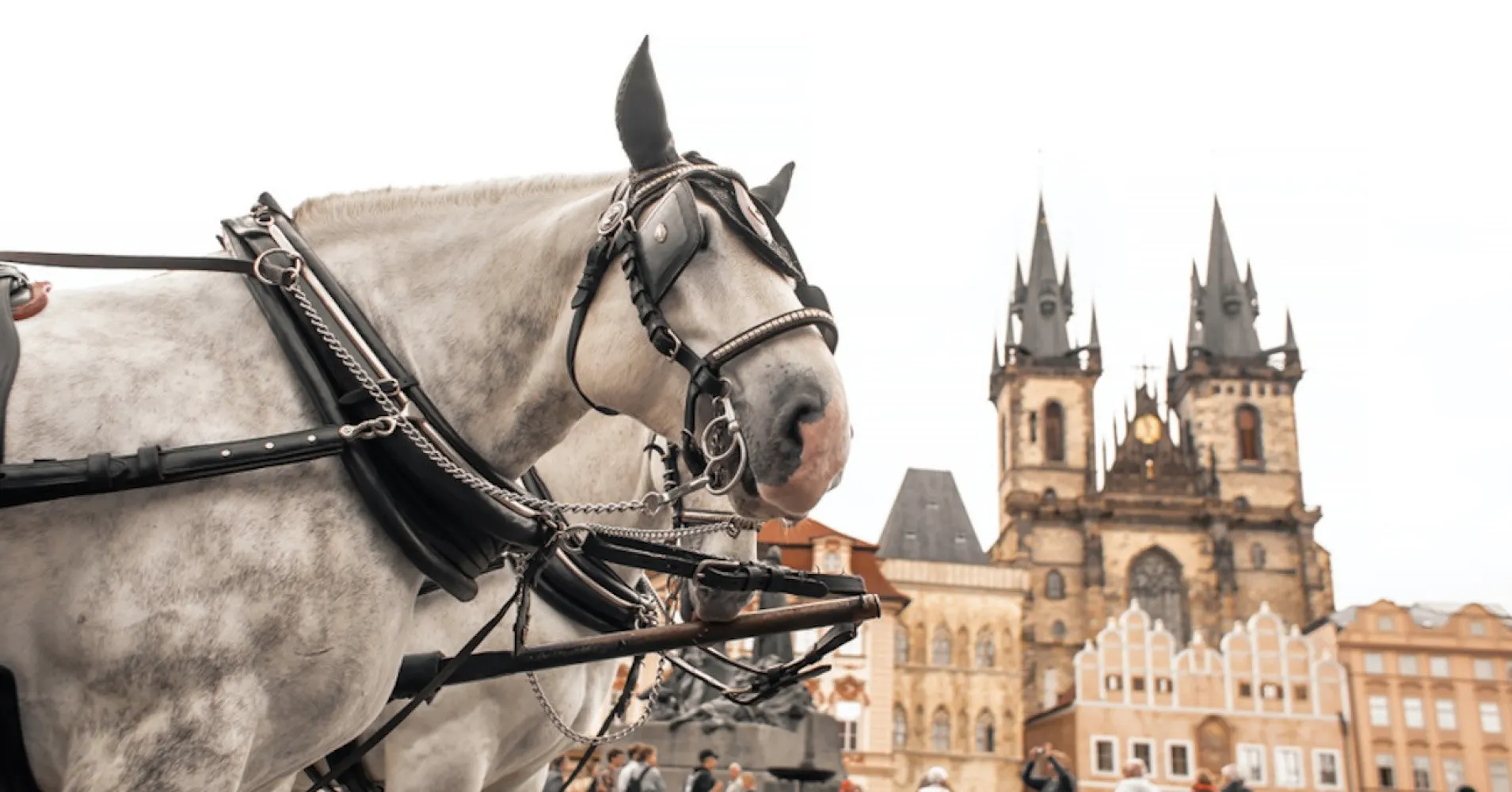 „Hrůzostrašná fotografie.“ Pospíšil brojí proti koňským povozům v centru Prahy